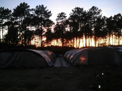 Où trouver de la spiruline ?